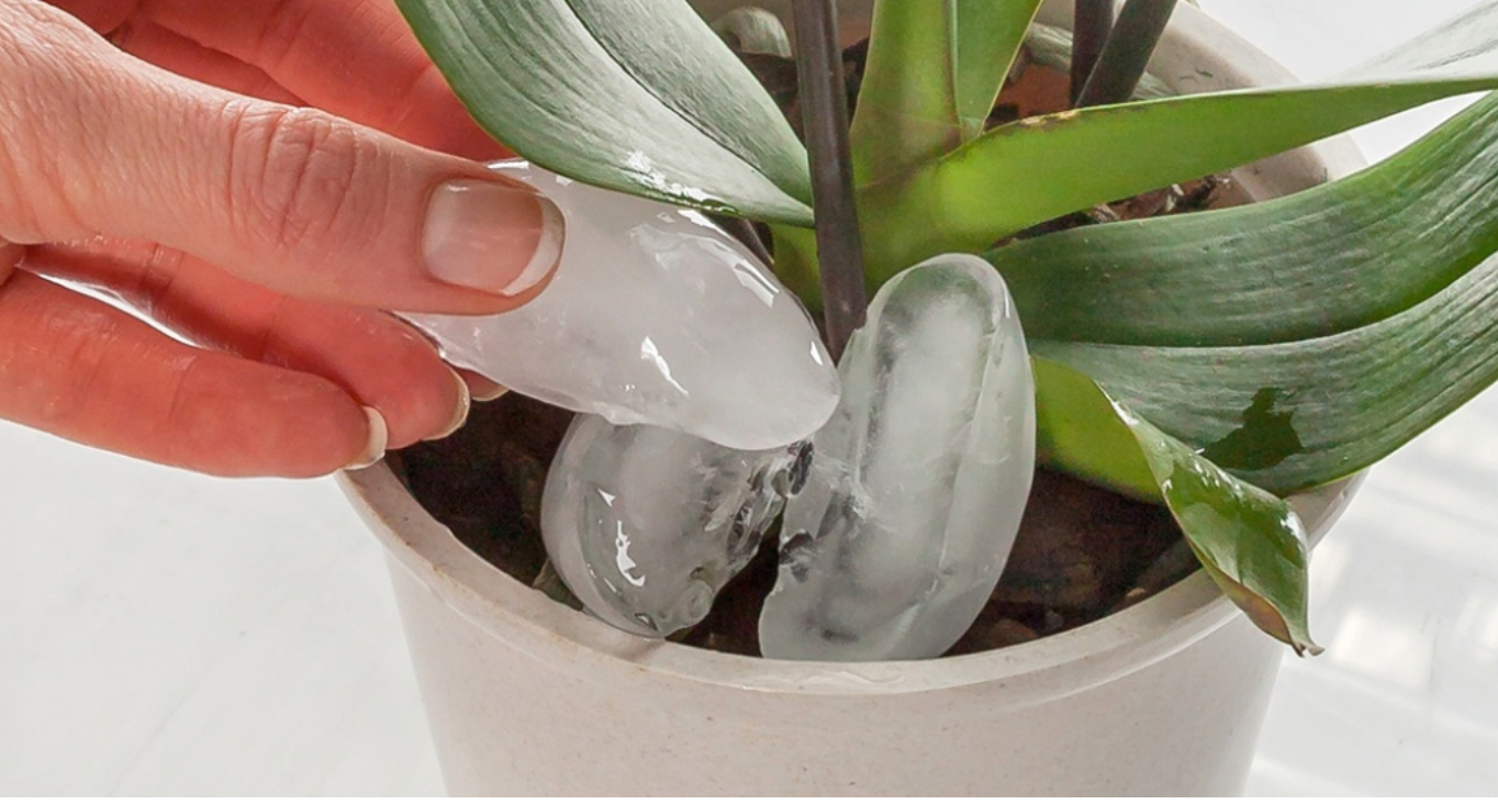 Arroser son Orchidée avec des Glaçons