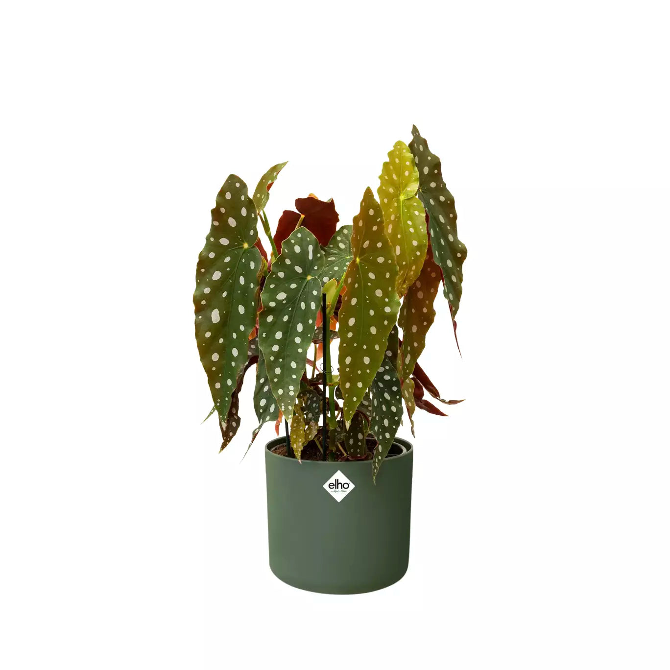 Pot de Fleurs Plastique Recyclable <br> B. for Soft