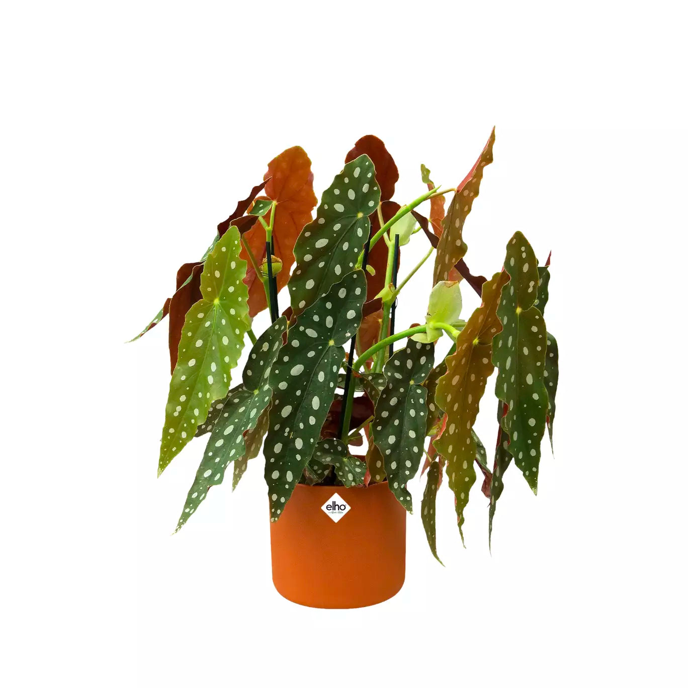 Pot de Fleurs Plastique Recyclable <br> B. for Soft