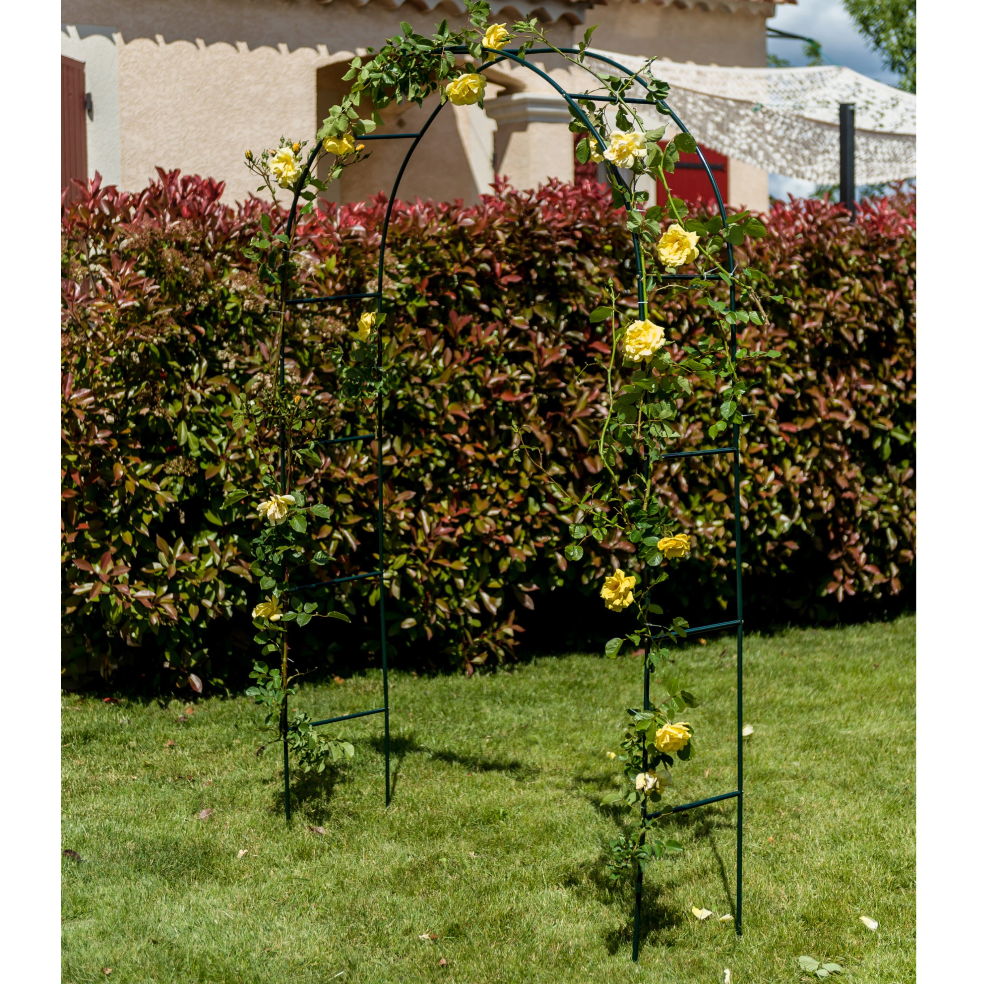 Arche Rosier Grimpant