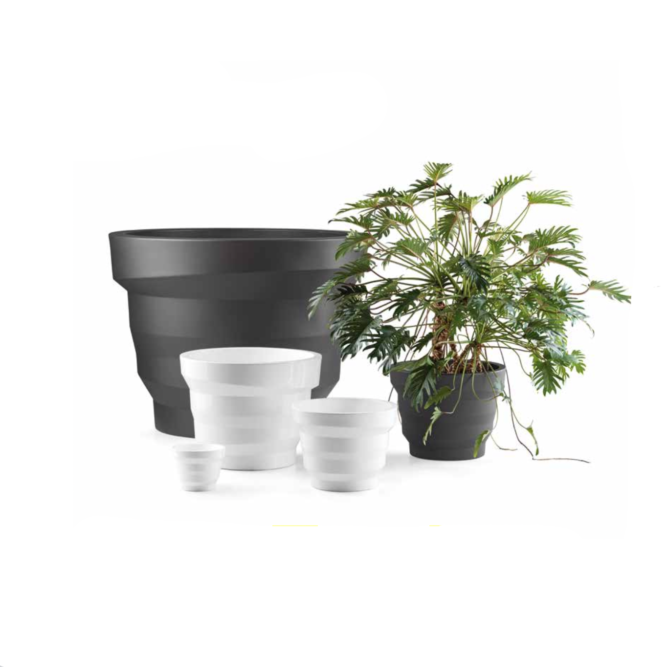 Pot - Rebelot