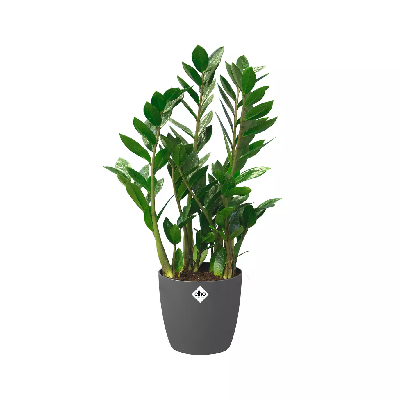 Pot de Fleurs a Roulette <br> Brussels (x2)