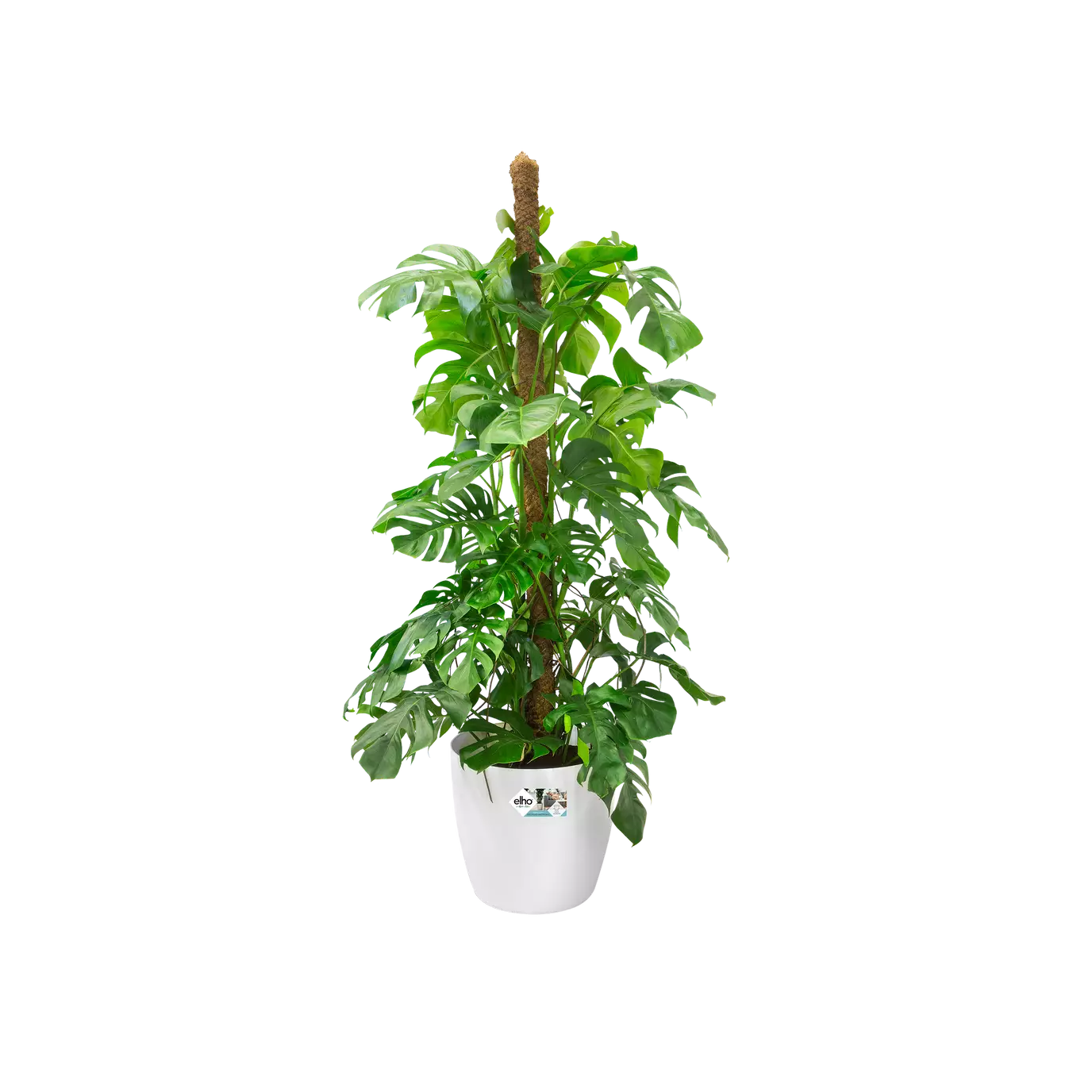 Pot de Fleurs a Roulette <br> Brussels (x2)