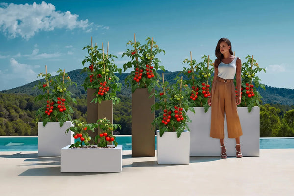 Comment cultiver des tomates en pot ?
