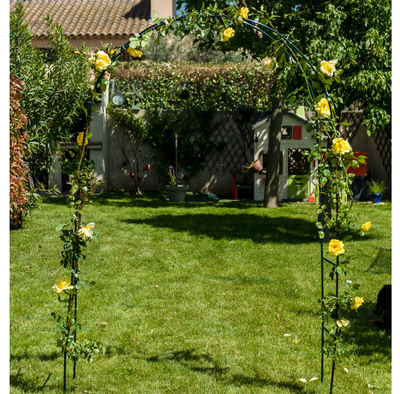 Arche Rosier Grimpant