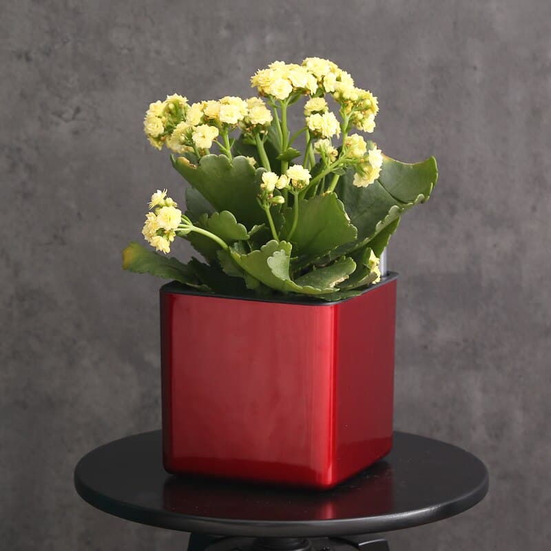 pot de fleurs plastique carre Plastique Carré Rouge Arrosage Automatique